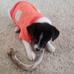 Meet your Posher, Barb